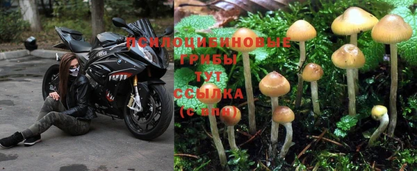 стафф Арсеньев
